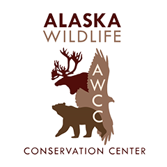 Alaska Wildlife Conservation Center